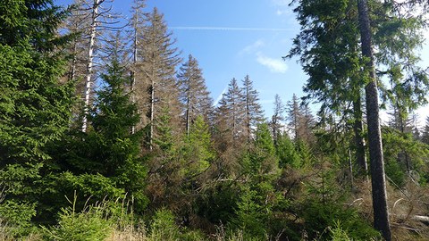 einige dürre Fichten in grünem Fichtenwald