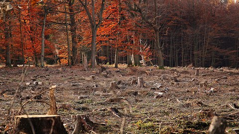 Störungsfläche im herbstlichen Laubwald