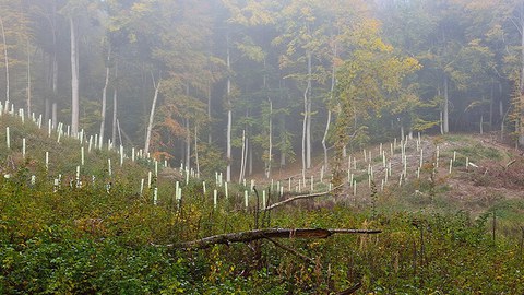 Aufforstung in nebligem Laubwald