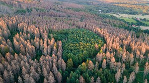 Luftbild von geschädigten Waldflächen