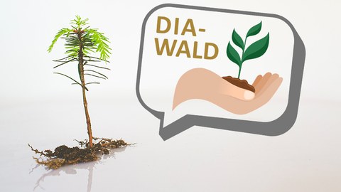 Fichtensämling und Logo von DIA-WALD