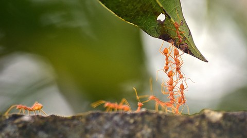 Ameisen, die gemeinsam ein Blatt hochklettern
