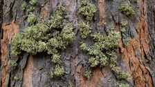 Flechten auf Rinde