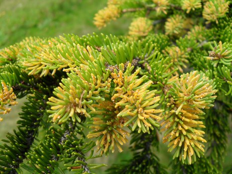 Chrysomyxa