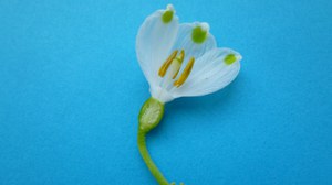 Blüte