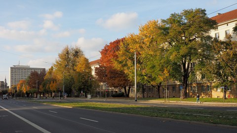 Stadtbäume