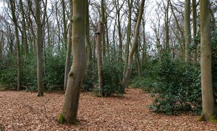 Wald