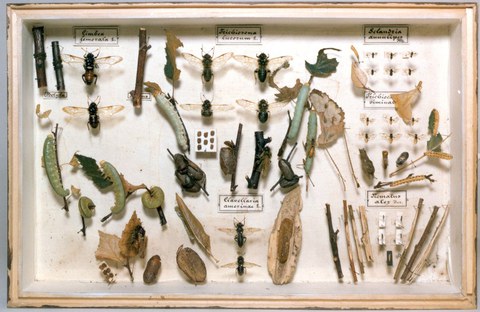 Schaukasten sammlung W. Baer