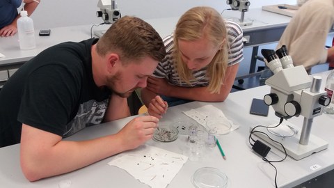 Students determine insects in a lab at a table with a binocular microscope