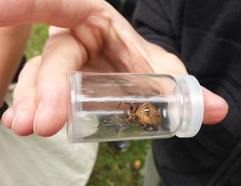 Grosse Radnetzspinne im Glas