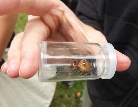 Large Orb Weaver Spider in a sampling glass