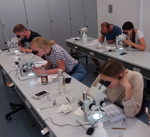 Studierende im Labor bestimmen Käfer