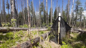 Forest fire site with a malaise trap