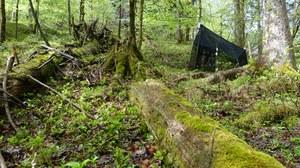 Wald mit Totholz und Malaisefalle