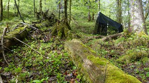 forest with deadwood and a malaise trap