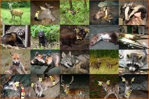 Kollage mit Wildtierfotos