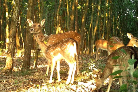Damwildgruppe im Wald
