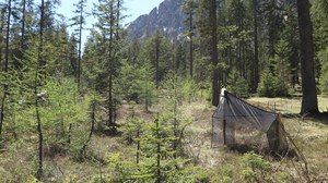 Malaise Trap