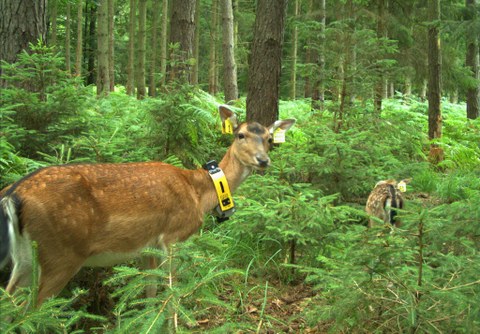 Fallow deer in a forest with ear tags and a tradcker 