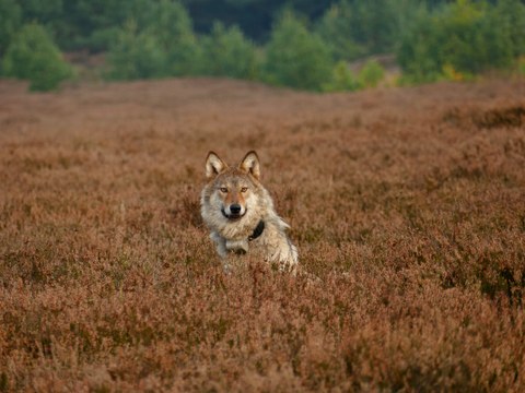 Wolf with a tracker sits in a moor landscape