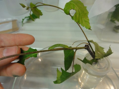 E. autumnata caterpillar in lab_J.Fält-Nardmann