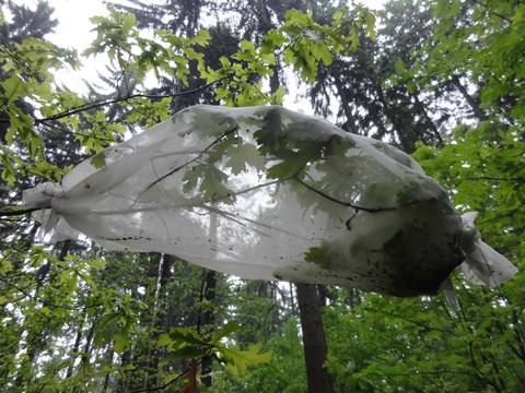 Net sleeve on oak_J. Fält-Nardmann