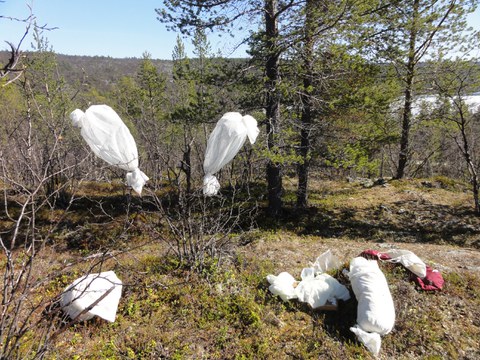 Net sleeves in Kevo, Lapland_J.Fält-Nardmann
