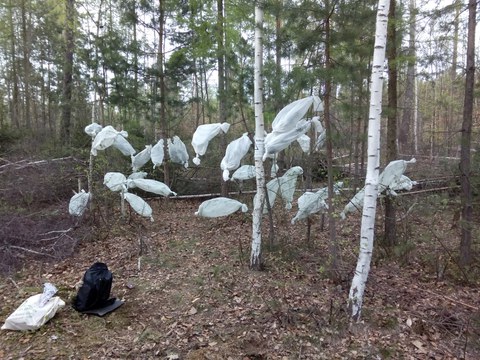Net sleeves in Tharandter Wald_J.Fält-Nardmann