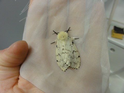  Nun moth female in Lab_J.Fält-Nardmann