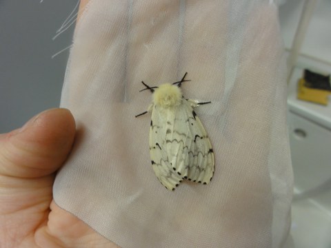 Nun moth female in Lab_J.Fält-Nardmann