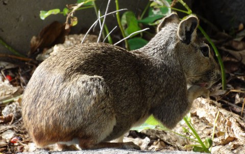 Rock cavy _R. Pinheiro