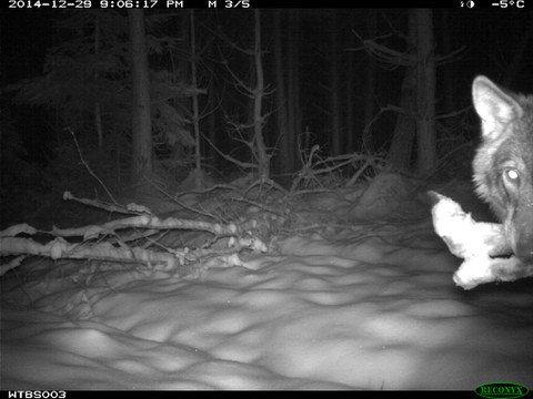 Wolf Wildtiermoniotoring_R.Schubert