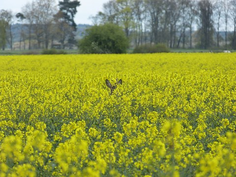 Tagesaufnahme von Rehbock im Rapsfeld in Jederitzer Holz_P.Prölß.jpg