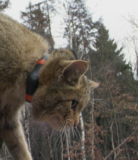 besenderte Wildkatze_N.Stier
