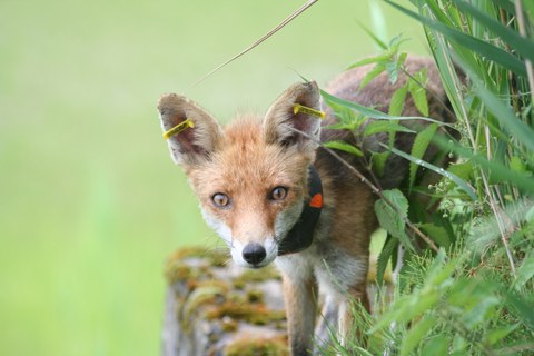 besenderter Fuchs_N. Stier.jpg