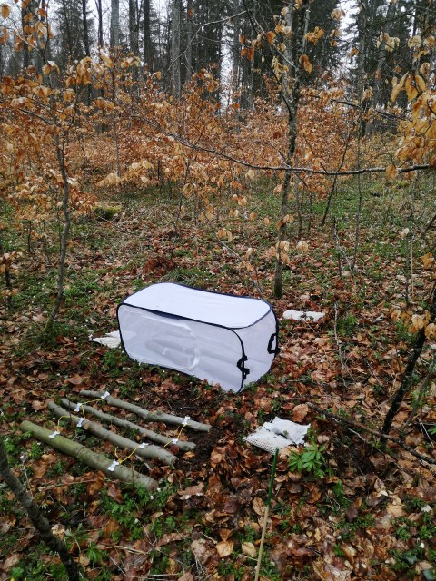 Experiment plot in the forest