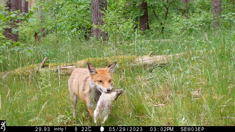 Fuchs mit Ratte, Fotofallenfoto