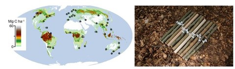 World map with project locations and photo of wood pieces used for the experiment