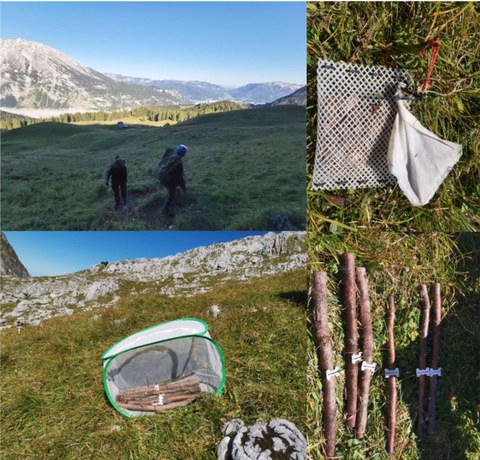 Photo collage of a mountaineous experiment location, some wood in a mesh cage and further pieces of wood uncaged
