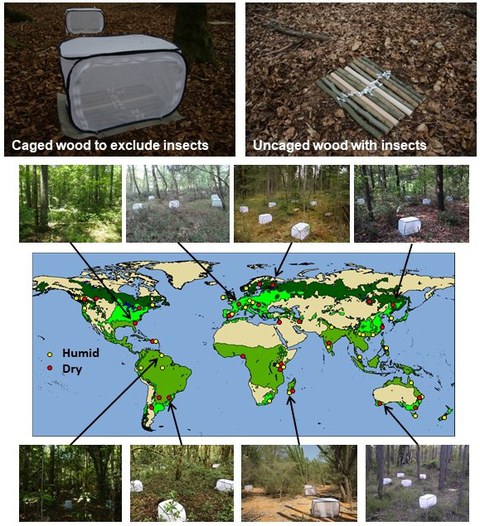 A collage with pictures of wood pieces both caged and uncaged and a map with different project locations around the world