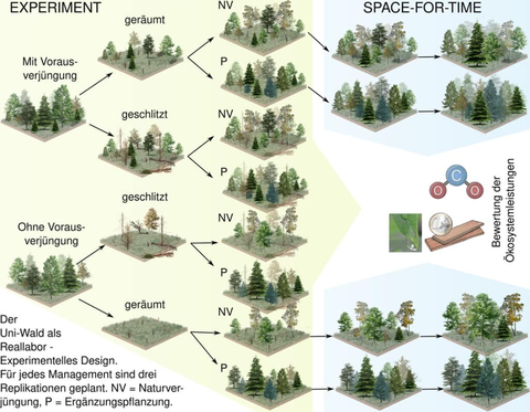 Skizze des Versuchsaufbaus für das LabForest-Projekt