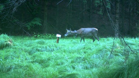 A camera trap photo of a red deer with a collar, carefully smelling a mineral stone in the dusk