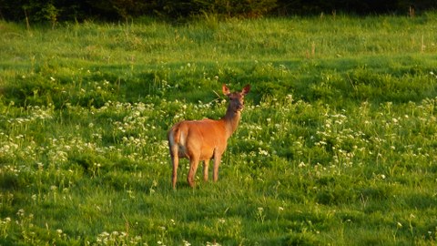 Red deer on a meadow