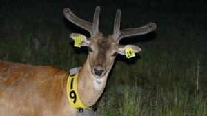 Fallow deer with transmitter
