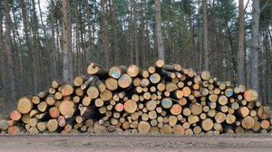 Holz