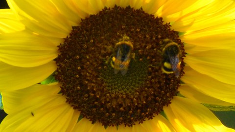 zwei Hummeln auf einer Sonnenblume