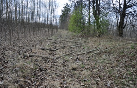 gefällte Pappeln