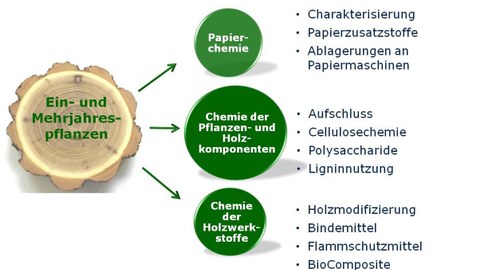 Schema der Forschungsfelder der Professur für Holz- und Pflanzenchemie
