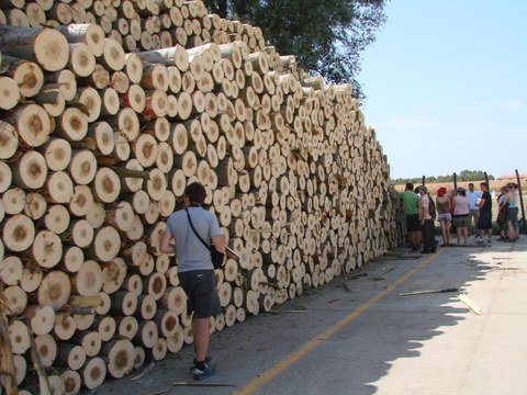 Pappel-Schälholz aus Plantagenanbau zur Sperrholzproduktion, Unternehmen PANGUANETA, nahe Mantova/Italien