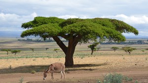 Baum
